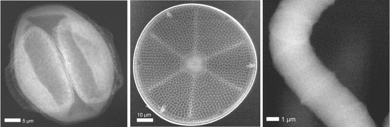 From left to right: a pollen grain collected at DESY, a diatom, and a cyanobacterium, all imaged using Compton X-ray Scattering Microscopy at PETRA III.